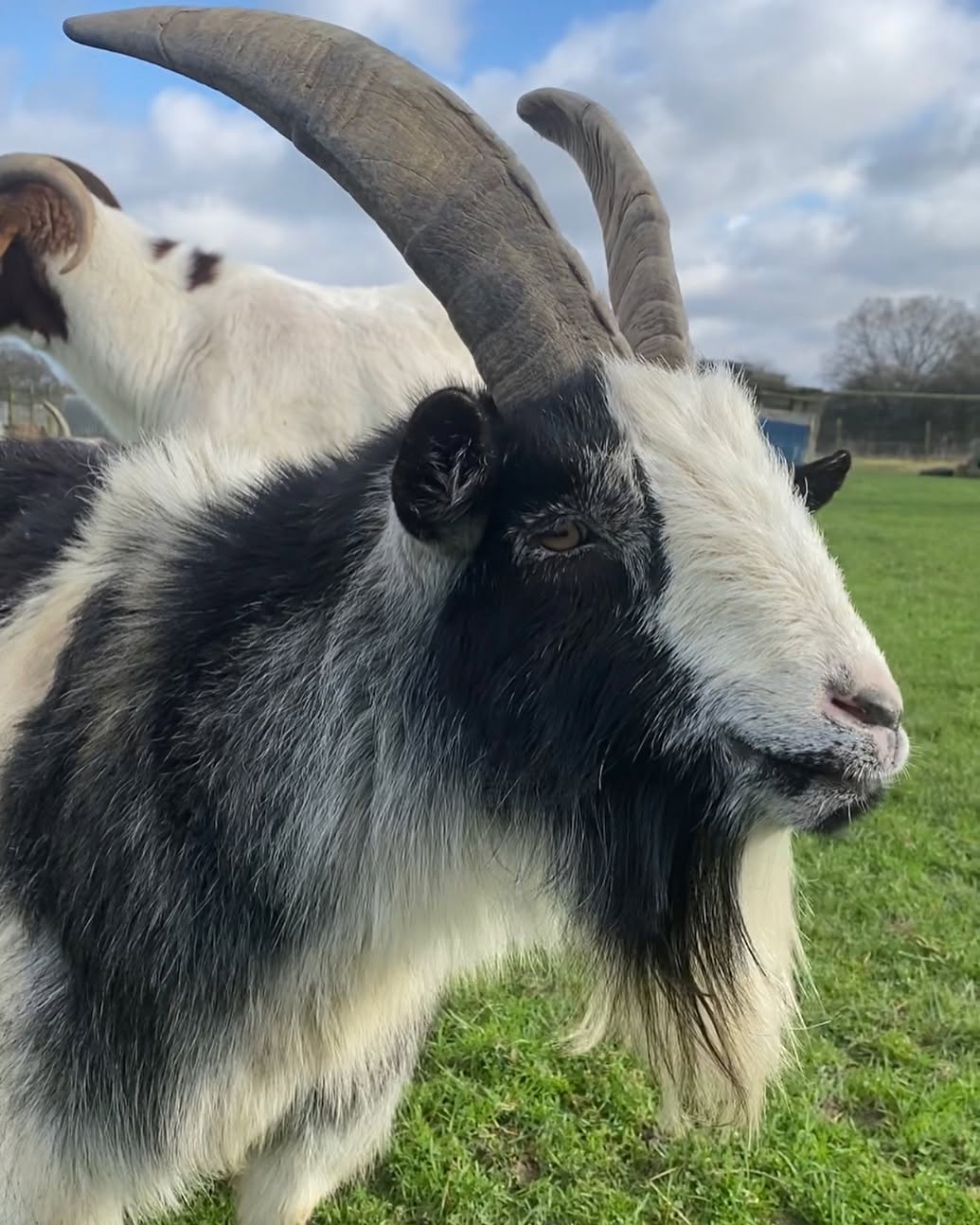 A rescued goat at Hopefield Animal Sanctuary