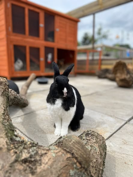 Rescued rabbits at Hopefield Animal Sanctuary