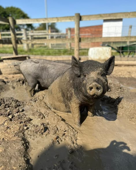 Rescued pigs at Hopefield Animal Sanctuary