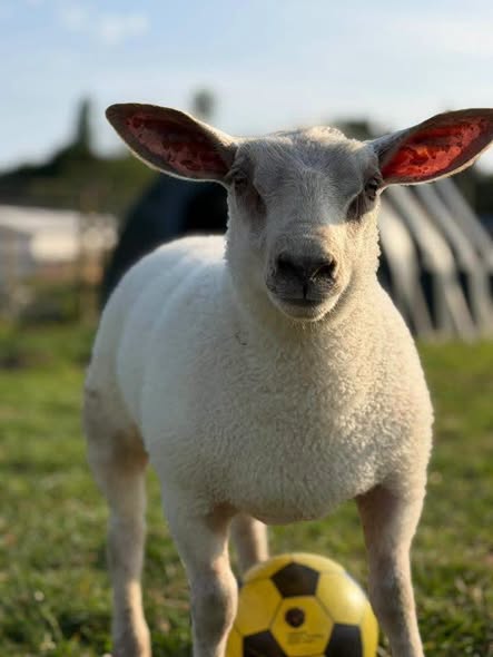 A rescued lamb at Hopefield Animal Sanctuary