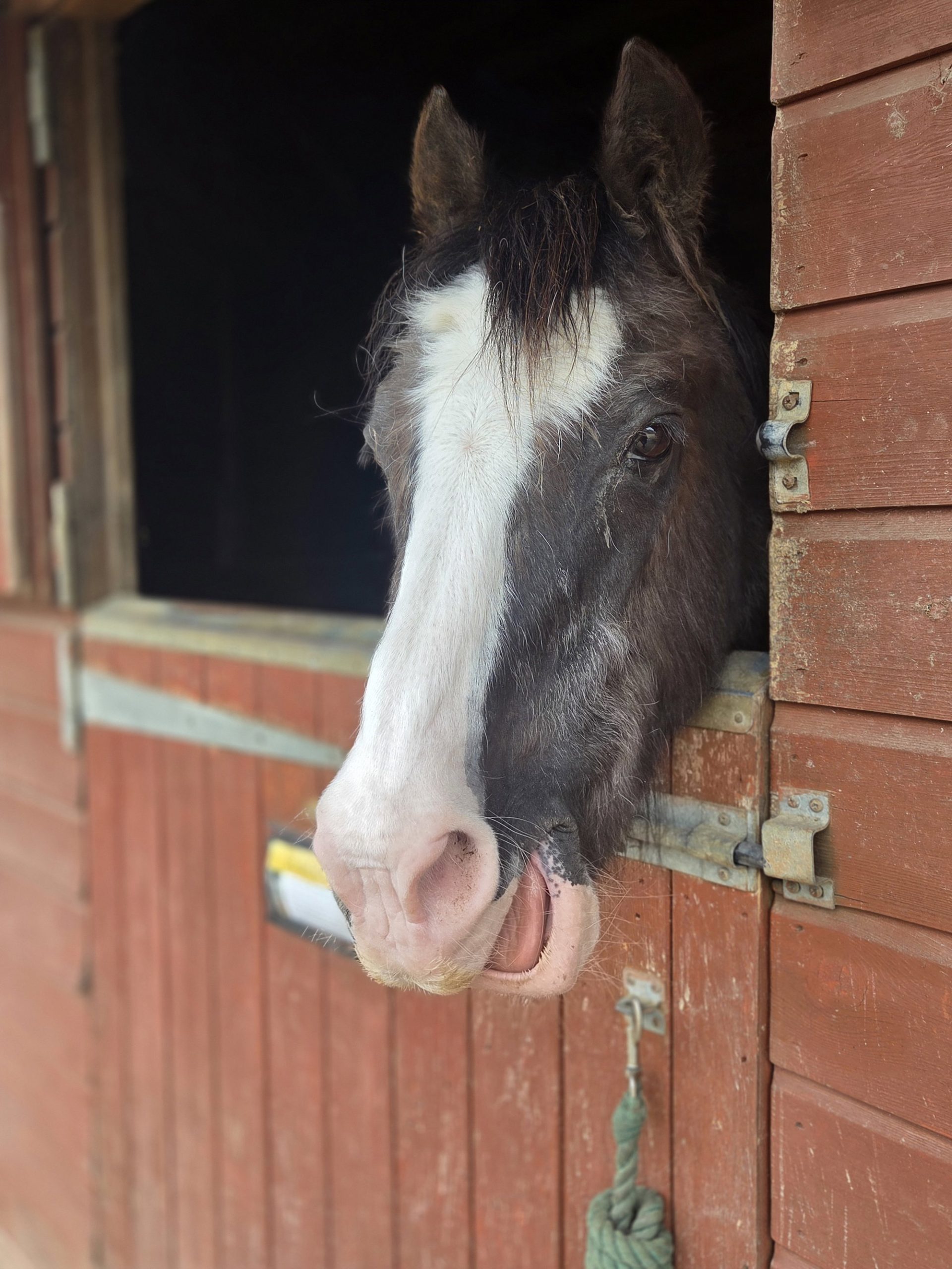 A rescued horse at Hopefield Animal Sanctuary