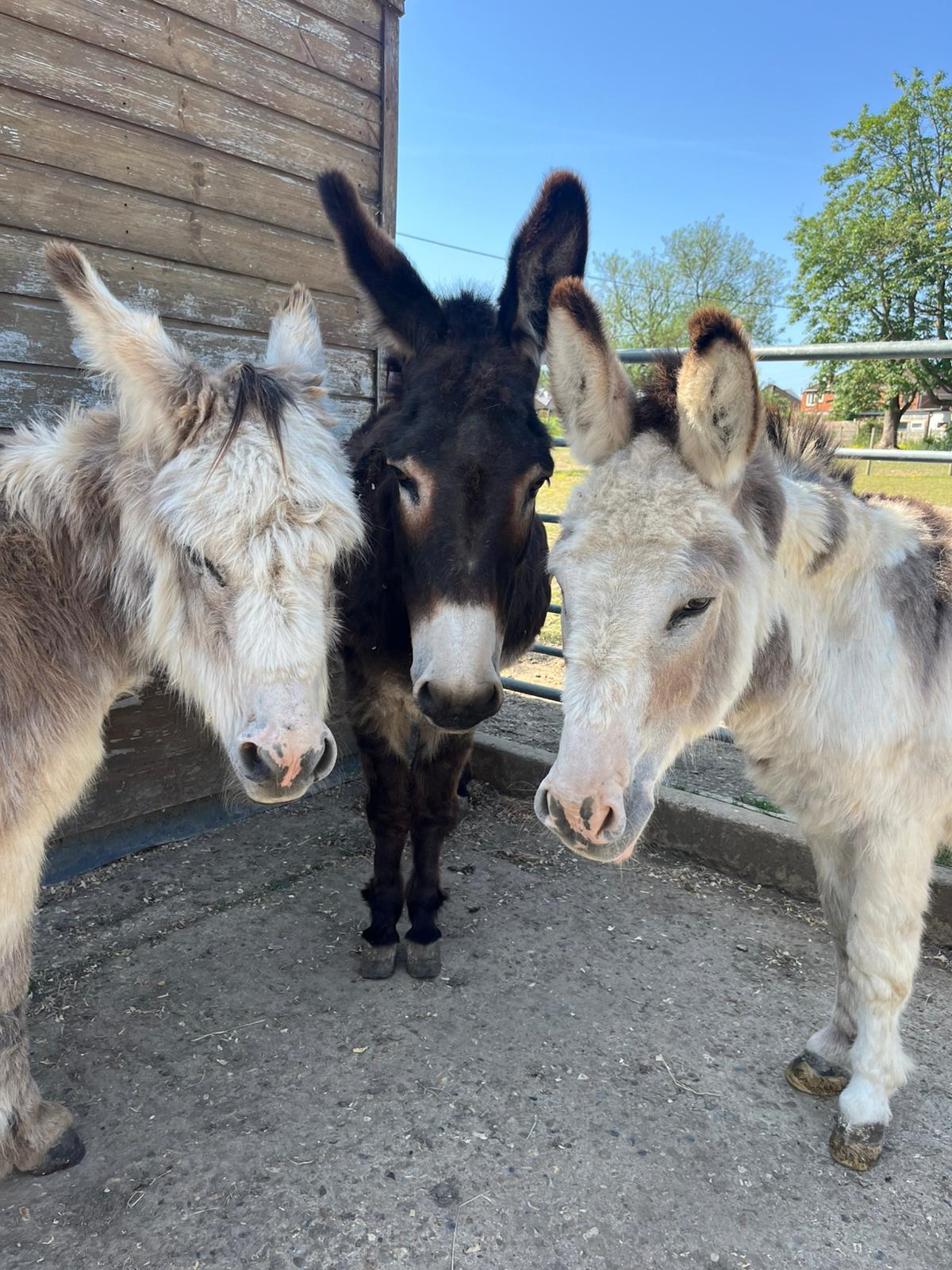 A rescued donkey at Hopefield Animal Sanctuary